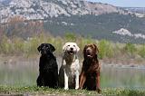 LABRADOR 1018